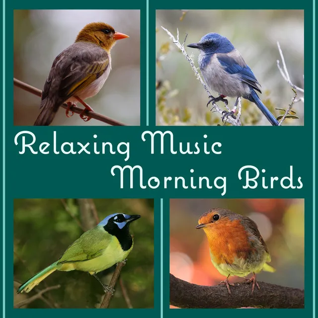 Calm Singing Birds Zone