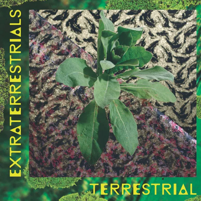 Terrestrial