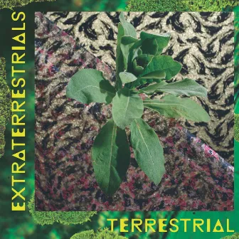 Terrestrial by Extraterrestrials