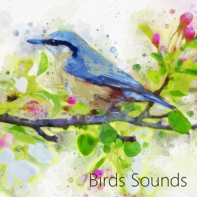 Wind, Nature Birds Sleep Relax (Deep Relax with Nature Sound)