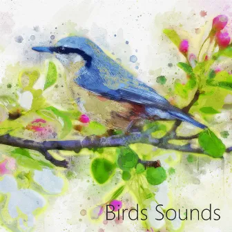 Easy Listening Birds Nature Sounds. Calming Down, Healing Sounds by Easy Listening Stress Relief Music