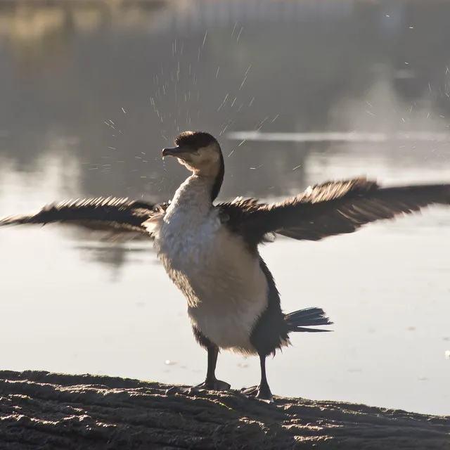 Feathered Dancer