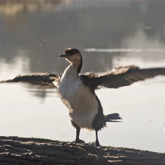 Feathered Dancer by Colin Brookes