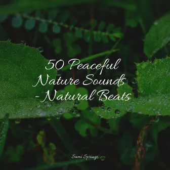 50 Peaceful Nature Sounds - Natural Beats by Brain Study Music Guys