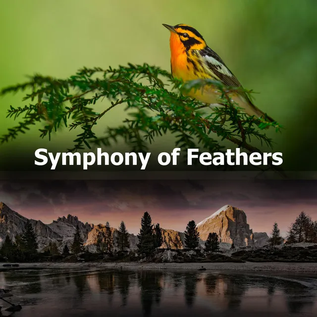 Symphony of Feathers