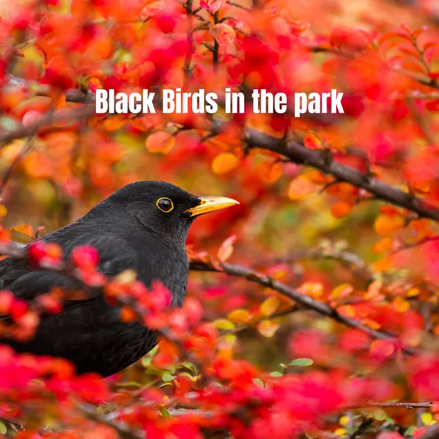 Black Birds in the park