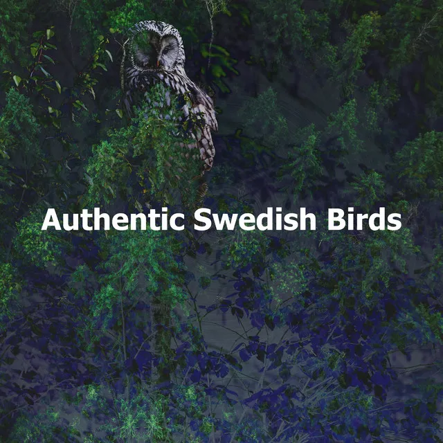 Authentic Swedish Birds