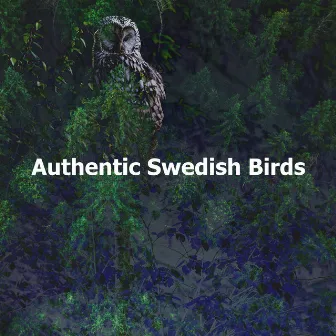 Authentic Swedish Birds by Swedish-Bird-Sounds