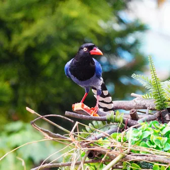 Birds in the Forest: Natural Ambience for Good Sleep by Birds In The Forest