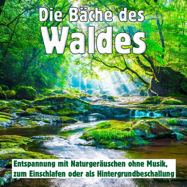 Die Bäche des Waldes, Entspannung mit Naturgeräuschen ohne Musik, zum Einschlafen oder als Hintergrundbeschallung