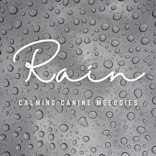 Paws in Rain Serenity: Calming Canine Melodies