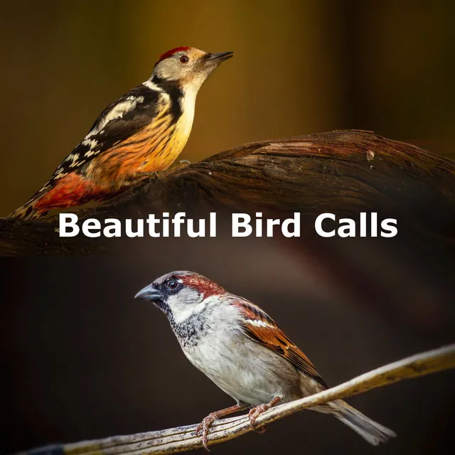 Beautiful Bird Calls