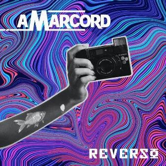 Amarcord by Reverso