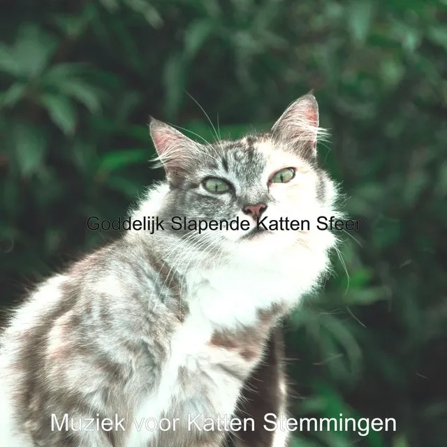 Herinneringen - Walmend Slapende Katten