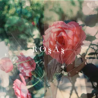 Rosas by Francisco