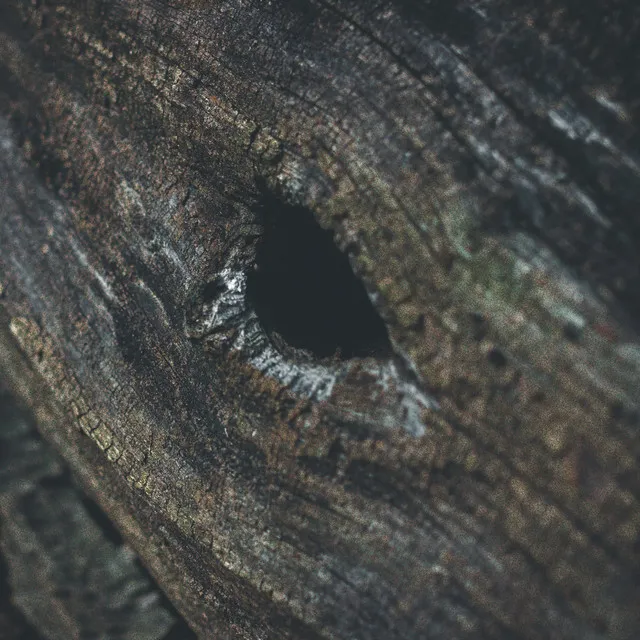 A Hollow Tree Prays at Night