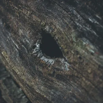 A Hollow Tree Prays at Night by Sky and Sea