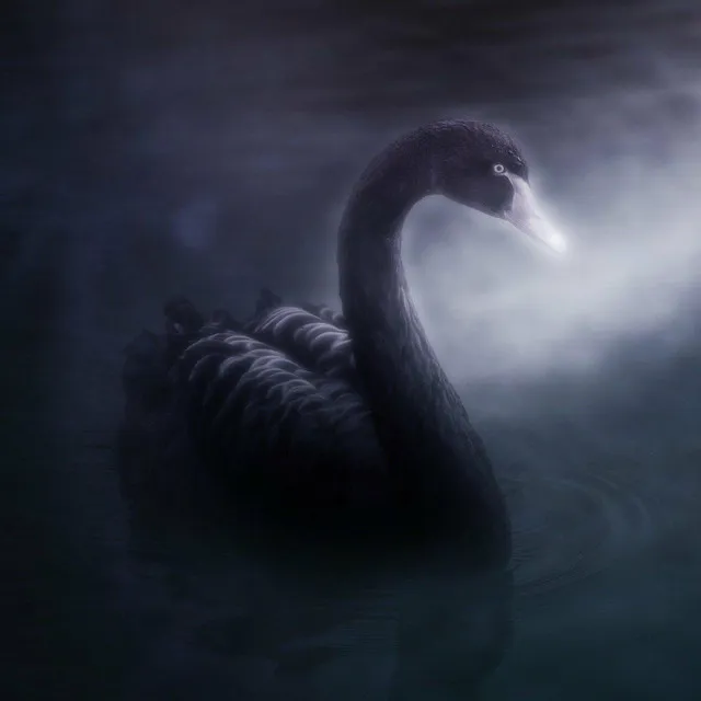 Swan