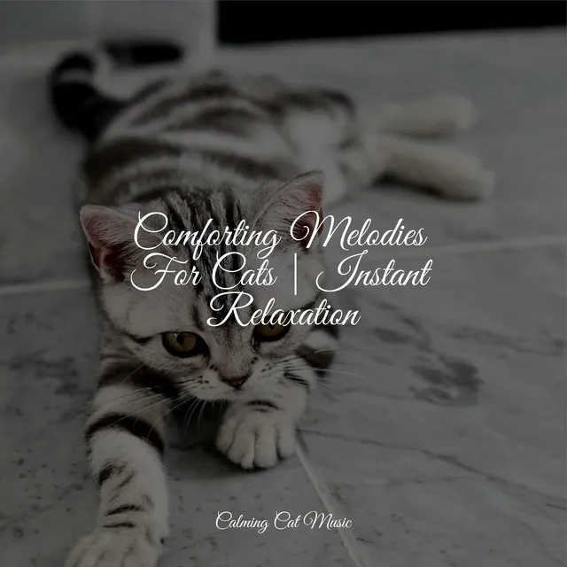 Comforting Melodies For Cats | Instant Relaxation