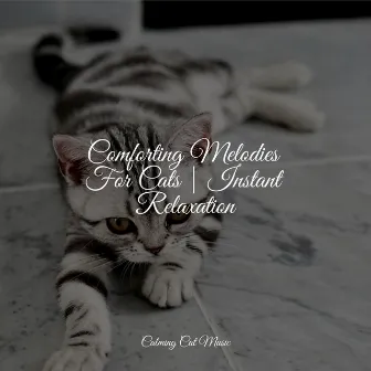 Comforting Melodies For Cats | Instant Relaxation by Music for Cats Project