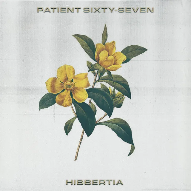 Hibbertia