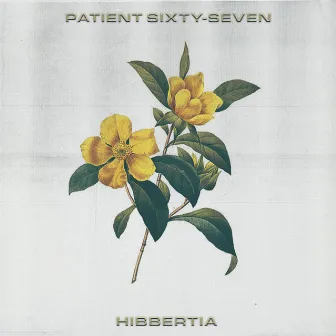 Hibbertia by Patient Sixty-Seven