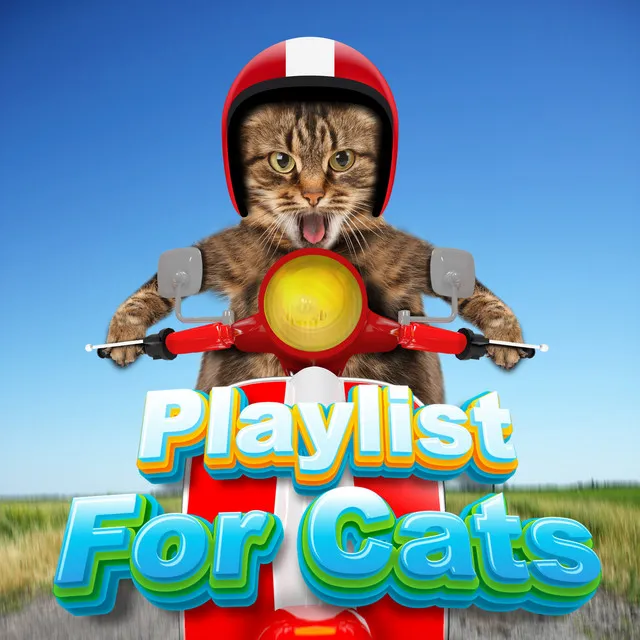 Calm Music Playlist For Cats