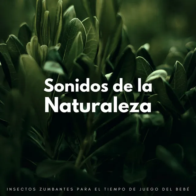 Sonidos De La Naturaleza: Insectos Zumbantes Para El Tiempo De Juego Del Bebé