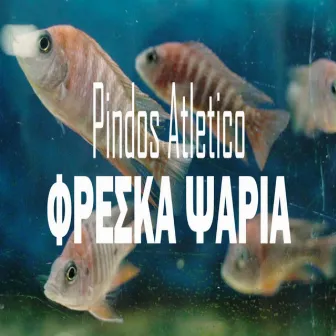 Φρεσκα Ψαρια by Pindos Atletico