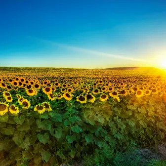 Sunflower Field by Alterleo