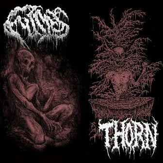 Split by Thorn