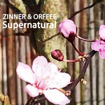 Supernatural by Zinner