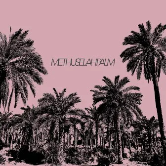 Methuselah Palm by Arif Mirbaghi